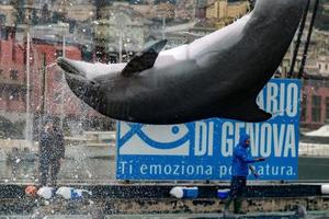 Génova, Italia - 4 de marzo de 2018 - delfines del acuario de Génova foto