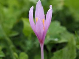 azafrán vernus flor de cerca foto