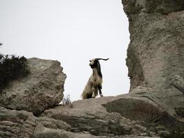 mountain goat on rocks in sardinia photo