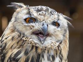 open beak indian eagle owl close up portrait photo