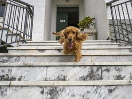 cocker spaniel running to you from stairway photo