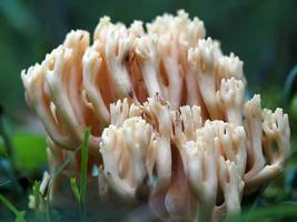 Ramaria flava mushroom in the forest photo