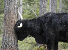 Highlander scotland hairy cow yak detail photo