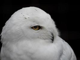 búho nival bubo scandiacus aislado en negro foto