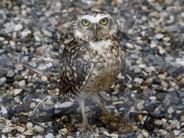 burrowing owl bird portrait photo