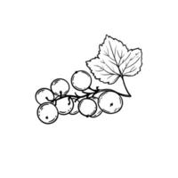 BLACK CURRANT Benefit Berry Hand Drawn Vector Illustration