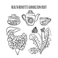 DANDELION ROOT BENEFITS Pharmacy Vector Illustration Set