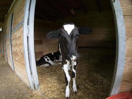 young cow veal calf looking at you photo