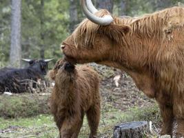 highlander escocia vaca peluda madre y bebé ternero recién nacido foto