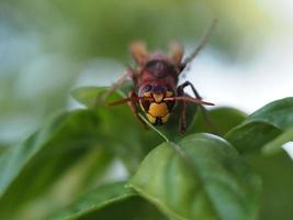 Red hornet wasp on green leaf photo