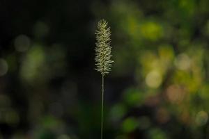 plume plant isolated on soft background photo