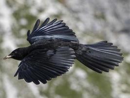croar pájaro negro en las montañas dolomitas foto