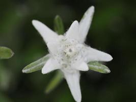 detalle de macro de flor de estrella alpina foto