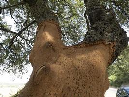 Cork tree bark detail close up Sardinia photo