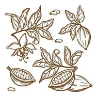 COCOA TREE BRANCHES Monochrome Clip Art Vector Illustration Set