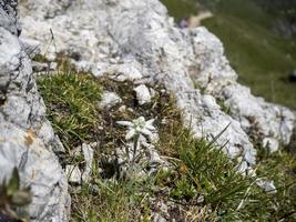 alpine star flower close up detail in dolomites photo