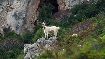 mountain goat on rocks in sardinia photo