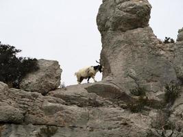mountain goat on rocks in sardinia photo