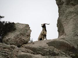 cabra montés sobre rocas en cerdeña foto