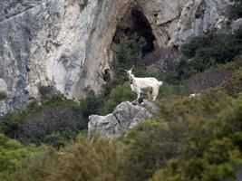 mountain goat on rocks in sardinia photo