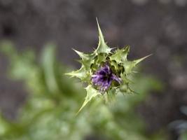 sylibum marianum thistle plant flower close up photo