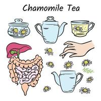 CHAMOMILE TEA COLOR Traditional Medicine Health Vector Set