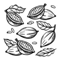 cacao Fruta y cacao frijoles acortar Arte vector ilustración conjunto