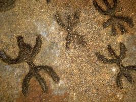 nurágico Roca años antiguo petroglifos rúnico escritos dentro mar bueyes grutas Cerdeña foto