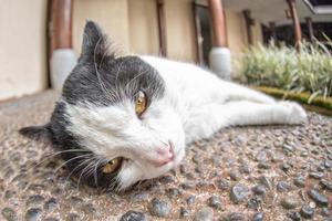 white and black cat looking at you photo