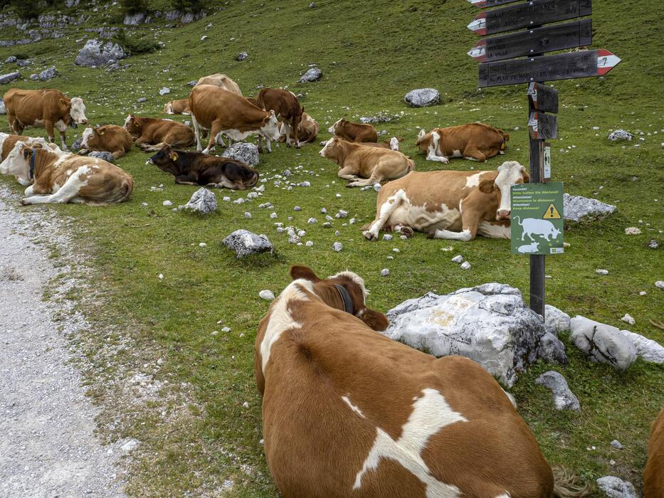 Cow Poop Stock Photos, Images and Backgrounds for Free Download