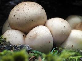 hongo lycoperdon pyriforme en el bosque foto