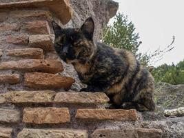 old ancient ostia archeological ruins photo