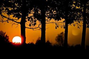 Sun rising over black trees silhouette photo