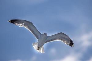 Seagull flying to you photo