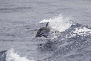 delfín rayado mientras salta en el mar azul profundo foto