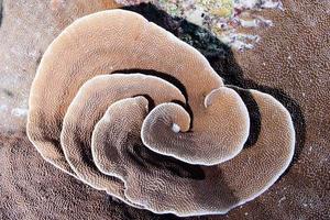 hard coral macro on night dive light photo