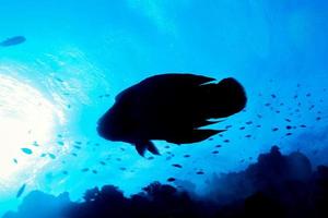 Napoleon fish underwater portrait close up in Maldives photo