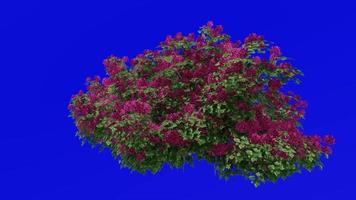 bloem boom animatie - bougainvillea rood - groen scherm chroma sleutel - groot 1c video