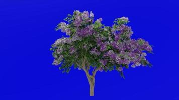 Flower Tree Animation - Bougainvillea Pink - Green Screen Chroma key - Big 1c video