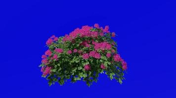 Flower Tree Animation - Bougainvillea Red - Green Screen Chroma key - Small 1b video