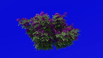 bloem boom animatie - bougainvillea Purper - groen scherm chroma sleutel - groot 1b video