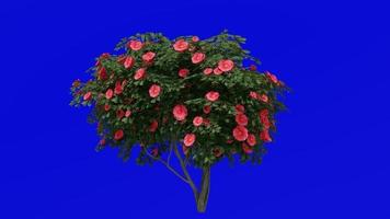 Tree Animation - japanese camellia - common camellia - camellia japonica - green screen chroma key - red camellia - medium 1a video