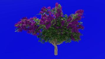 Flower Tree Animation - Bougainvillea purple - Green Screen Chroma key - Big 1b video