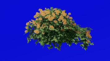 Blume Baum Animation - - Bougainvillea Orange - - Grün Bildschirm Chroma Schlüssel - - klein 1c video