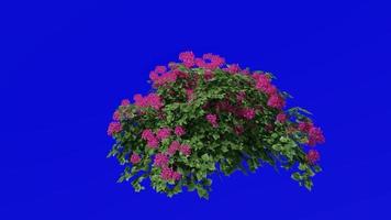 Flower Tree Animation - Bougainvillea Red - Green Screen Chroma key - Small 1a video
