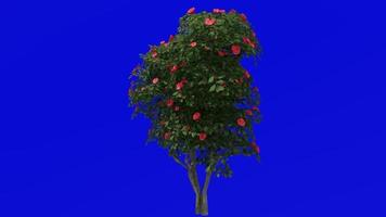 Tree Animation - japanese camellia - common camellia - camellia japonica - green screen chroma key - red camellia - big 1b video