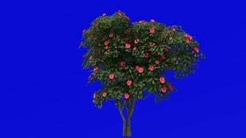 Tree Animation - japanese camellia - common camellia - camellia japonica - green screen chroma key - red camellia - big 1a video