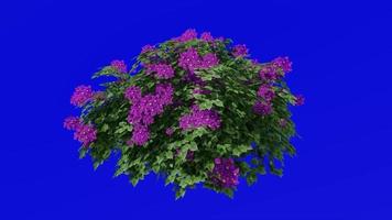 Flower Tree Animation - Bougainvillea purple - Green Screen Chroma key - Small 1b video