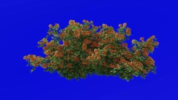 Blume Baum Animation - - Bougainvillea Orange - - Grün Bildschirm Chroma Schlüssel - - xl 1b video