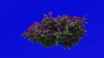 Flower Tree Animation - Bougainvillea purple - Green Screen Chroma key - Large 1a video